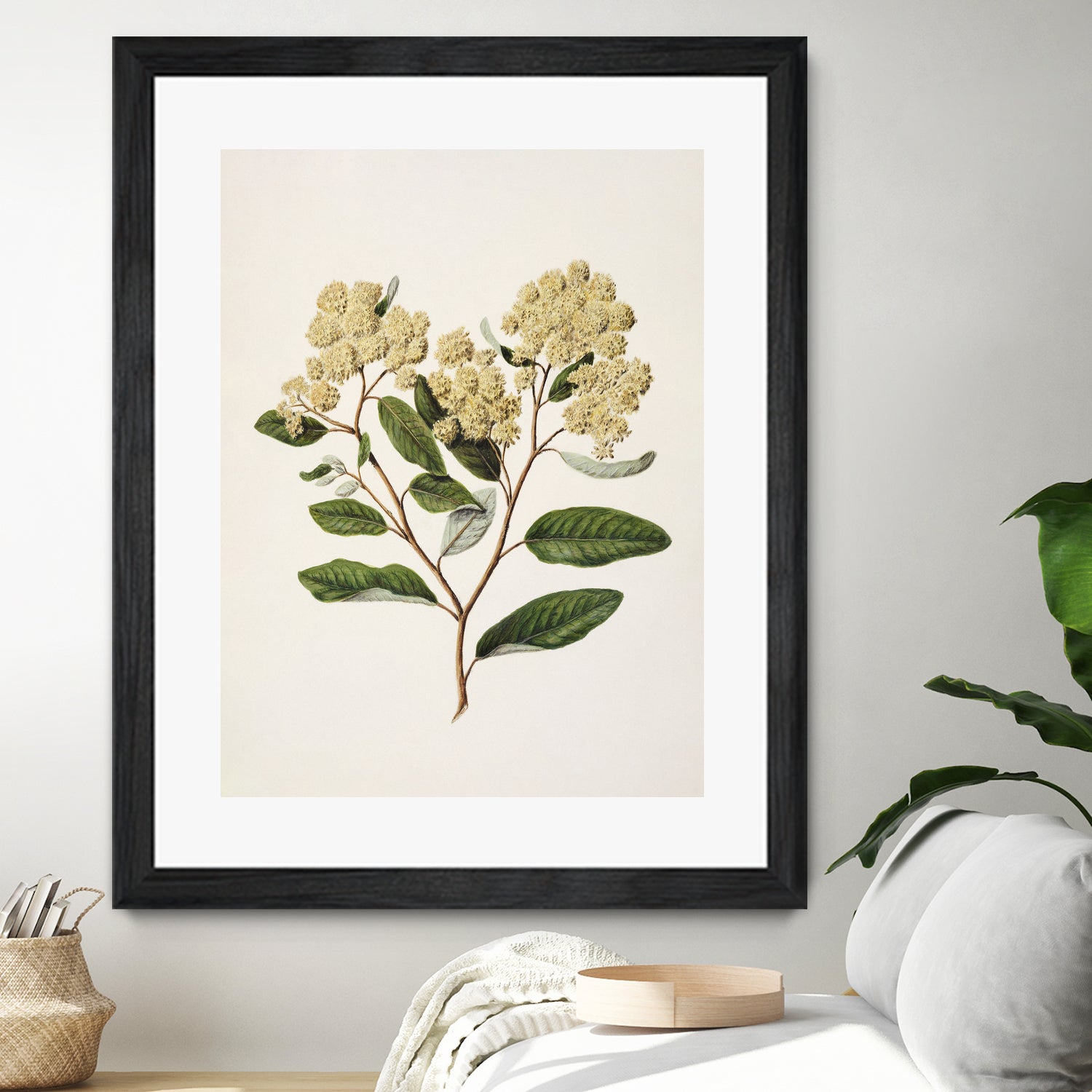 Kumarahou Drawn By Sarah Featon (1848a¬Ä¬ì1927 by Sarah Featon on GIANT ART - flowers and plants vintage botanical