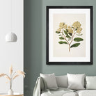 Kumarahou Drawn By Sarah Featon (1848a¬Ä¬ì1927 by Sarah Featon on GIANT ART - flowers and plants vintage botanical