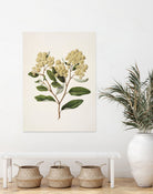 Kumarahou Drawn By Sarah Featon (1848a¬Ä¬ì1927 by Sarah Featon on GIANT ART - flowers and plants vintage botanical