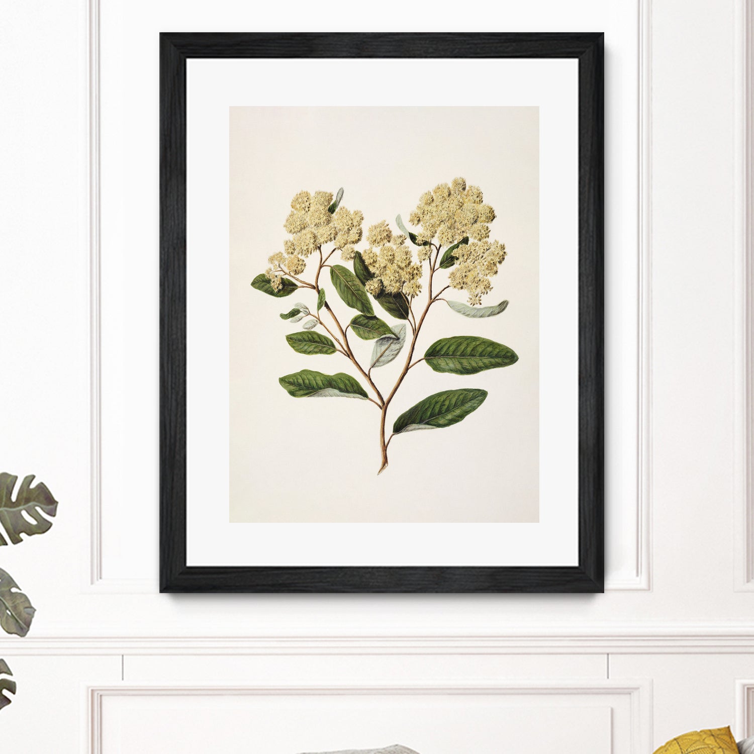 Kumarahou Drawn By Sarah Featon (1848a¬Ä¬ì1927 by Sarah Featon on GIANT ART - flowers and plants vintage botanical