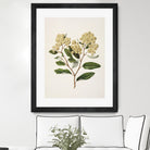 Kumarahou Drawn By Sarah Featon (1848a¬Ä¬ì1927 by Sarah Featon on GIANT ART - flowers and plants vintage botanical