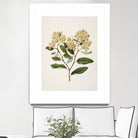 Kumarahou Drawn By Sarah Featon (1848a¬Ä¬ì1927 by Sarah Featon on GIANT ART - flowers and plants vintage botanical