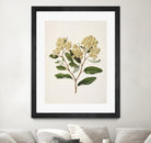 Kumarahou Drawn By Sarah Featon (1848a¬Ä¬ì1927 by Sarah Featon on GIANT ART - flowers and plants vintage botanical