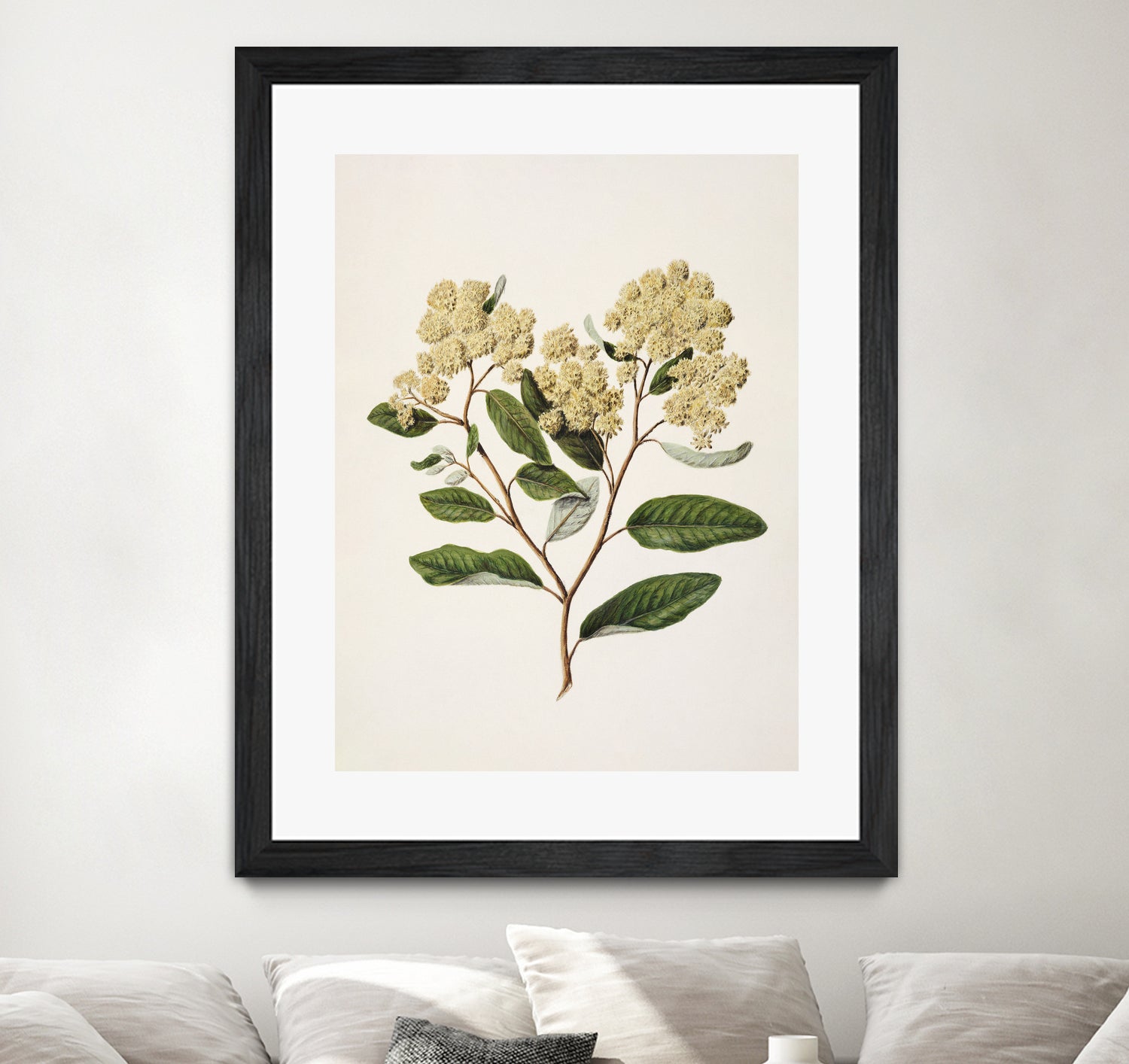 Kumarahou Drawn By Sarah Featon (1848a¬Ä¬ì1927 by Sarah Featon on GIANT ART - flowers and plants vintage botanical