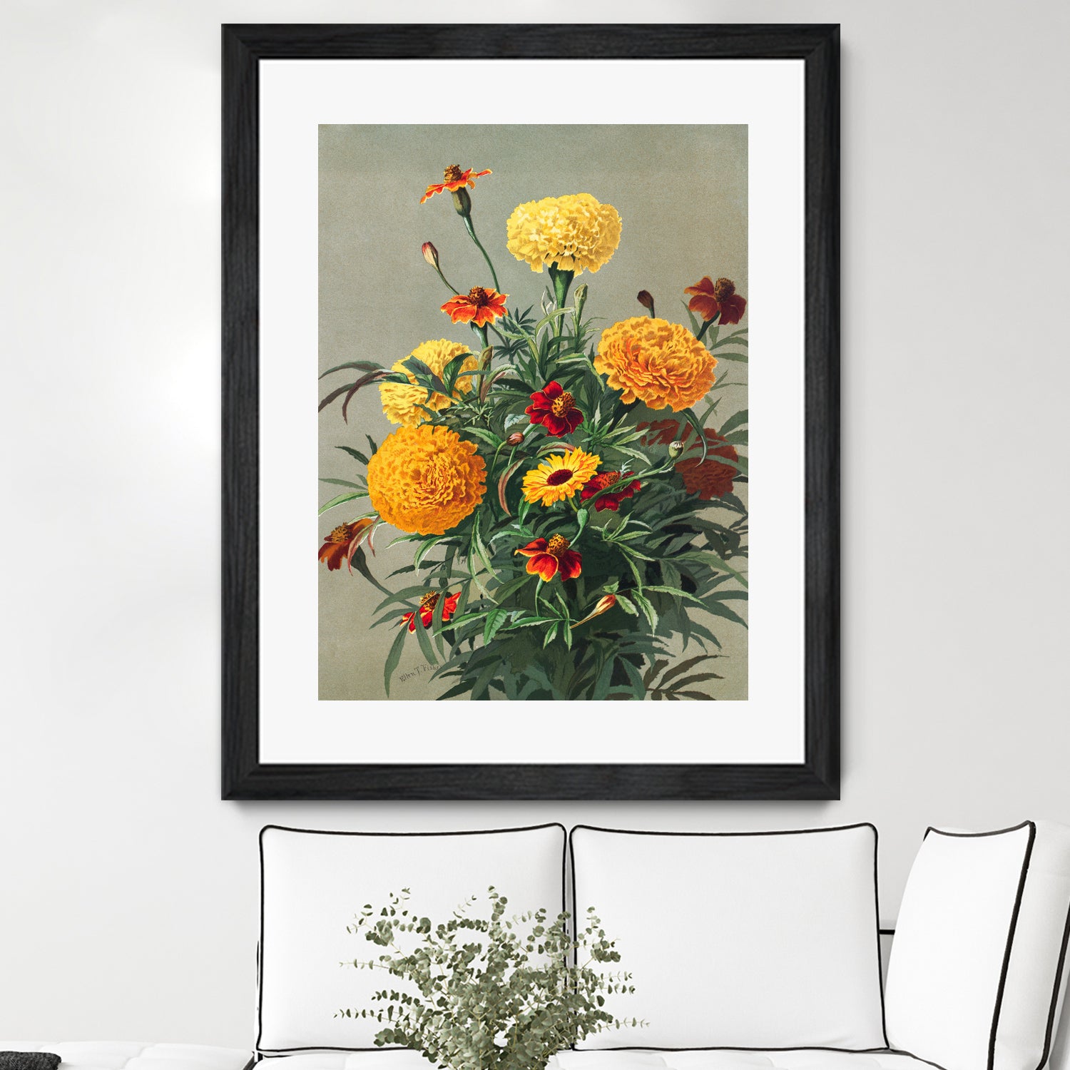 Marigolds by Ellen Thayer Fisher on GIANT ART - illustration ellen thayer fisher