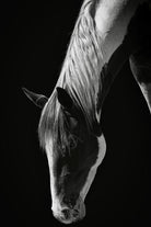 Quiet Strength by Frank Ma on GIANT ART - horse photography horse