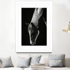 Quiet Strength by Frank Ma on GIANT ART - horse photography horse