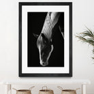 Quiet Strength by Frank Ma on GIANT ART - horse photography horse