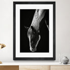Quiet Strength by Frank Ma on GIANT ART - horse photography horse