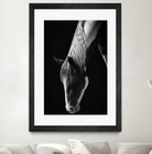 Quiet Strength by Frank Ma on GIANT ART - horse photography horse