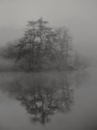 Swan lake by By PEJ on GIANT ART -  botanical 