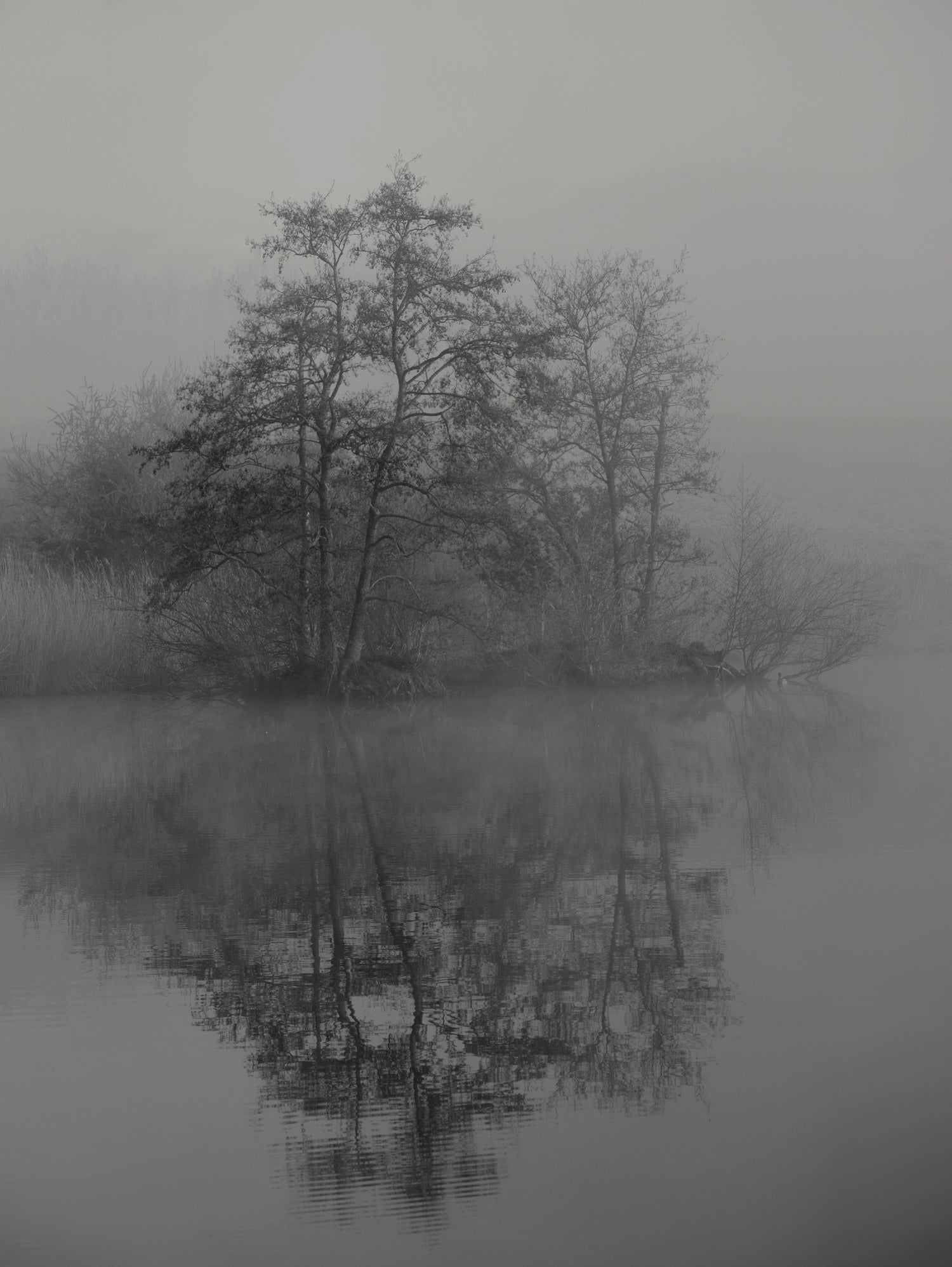 Swan lake by By PEJ on GIANT ART -  botanical 