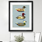 Decoy Ducks I by June Erica Vess on GIANT ART - animals nature birds