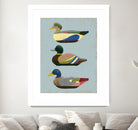Decoy Ducks II by June Erica Vess on GIANT ART - animals nature birds