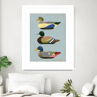 Decoy Ducks II by June Erica Vess on GIANT ART - animals nature birds