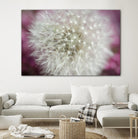 Dandelion on a rose by Nick Jackson on GIANT ART - pink photo art