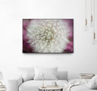 Dandelion on a rose by Nick Jackson on GIANT ART - pink photo art