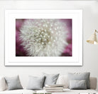 Dandelion on a rose by Nick Jackson on GIANT ART - pink photo art
