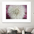 Dandelion on a rose by Nick Jackson on GIANT ART - pink photo art