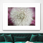 Dandelion on a rose by Nick Jackson on GIANT ART - pink photo art