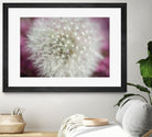 Dandelion on a rose by Nick Jackson on GIANT ART - pink photo art