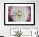 Dandelion on a rose by Nick Jackson on GIANT ART - pink photo art