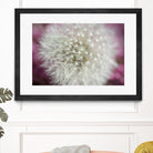 Dandelion on a rose by Nick Jackson on GIANT ART - pink photo art