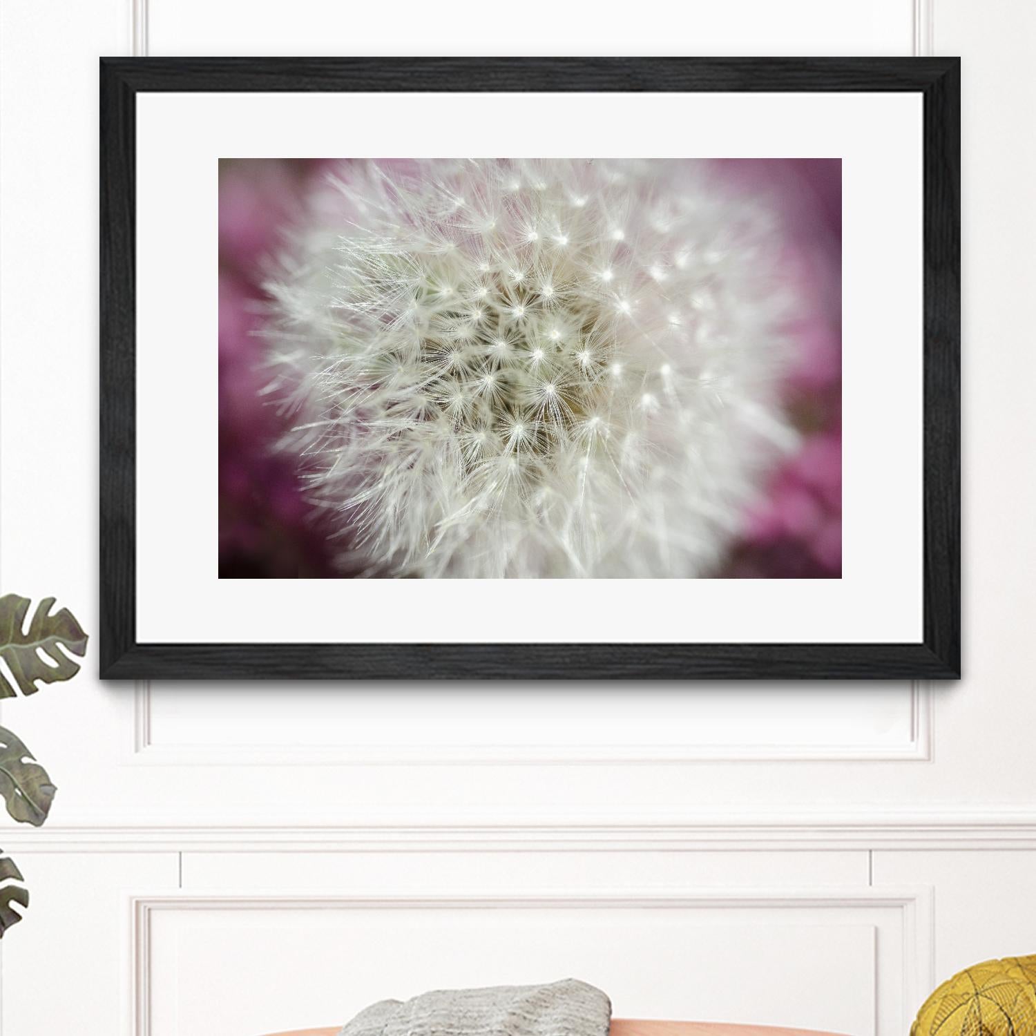 Dandelion on a rose by Nick Jackson on GIANT ART - pink photo art
