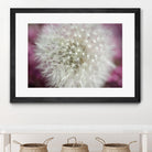 Dandelion on a rose by Nick Jackson on GIANT ART - pink photo art