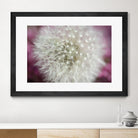 Dandelion on a rose by Nick Jackson on GIANT ART - pink photo art