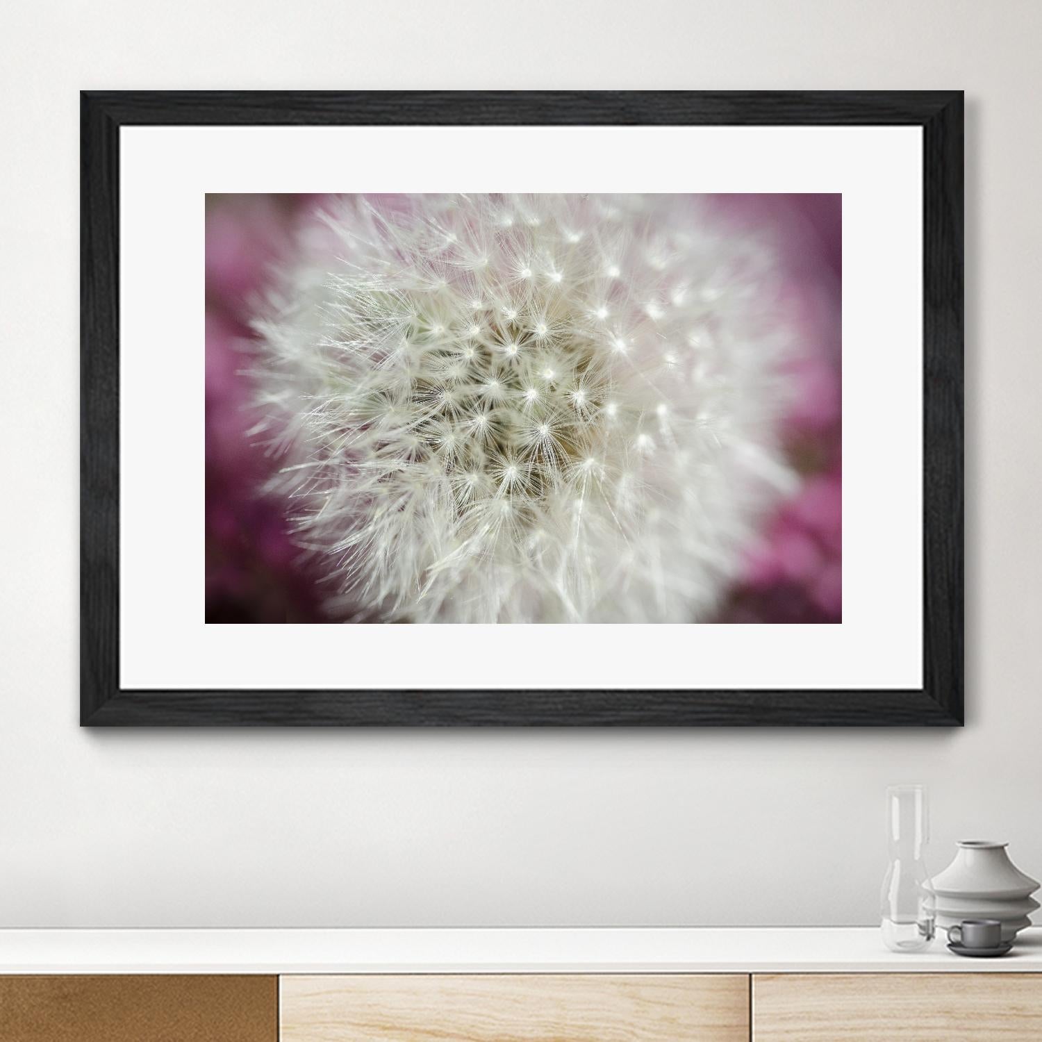 Dandelion on a rose by Nick Jackson on GIANT ART - pink photo art