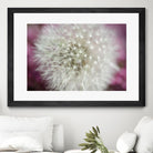 Dandelion on a rose by Nick Jackson on GIANT ART - pink photo art