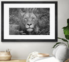 Into the eyes of the lion by Nick Jackson on GIANT ART - white animals