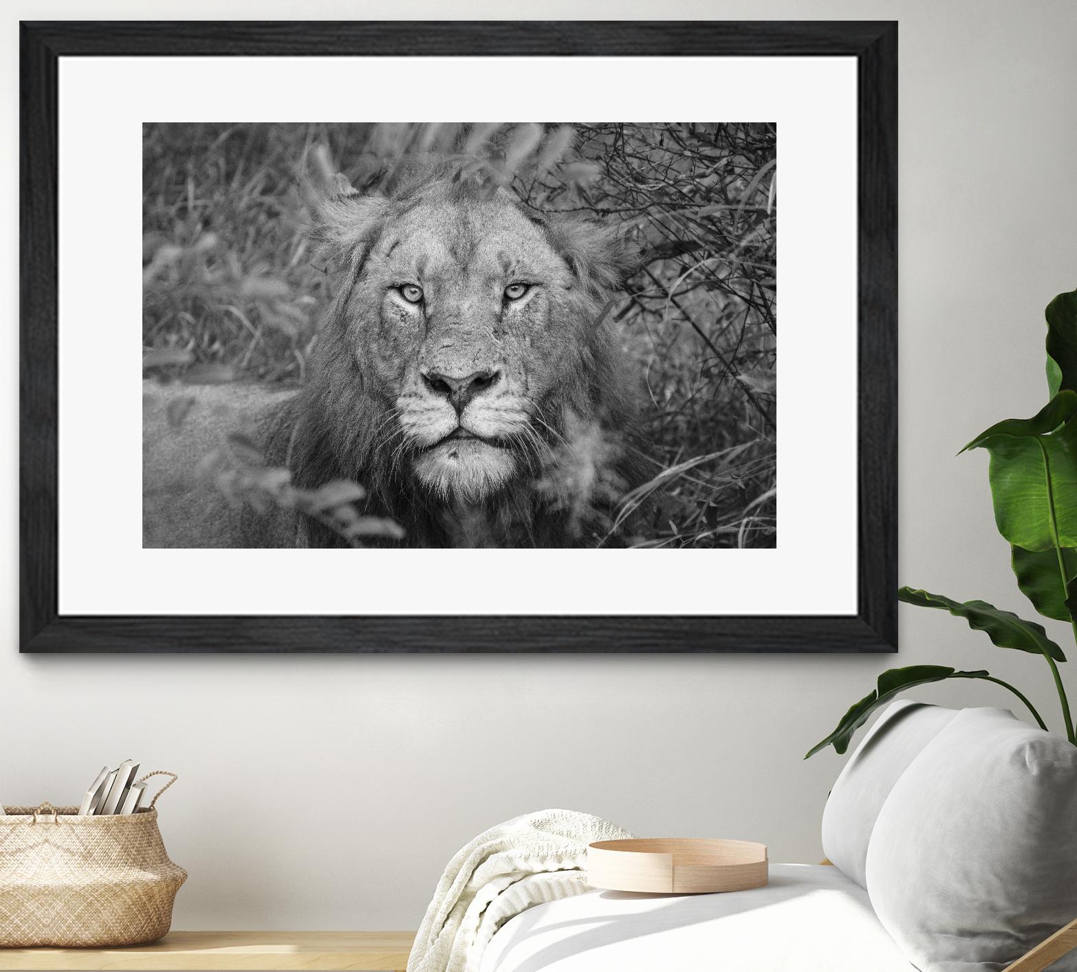 Into the eyes of the lion by Nick Jackson on GIANT ART - white animals
