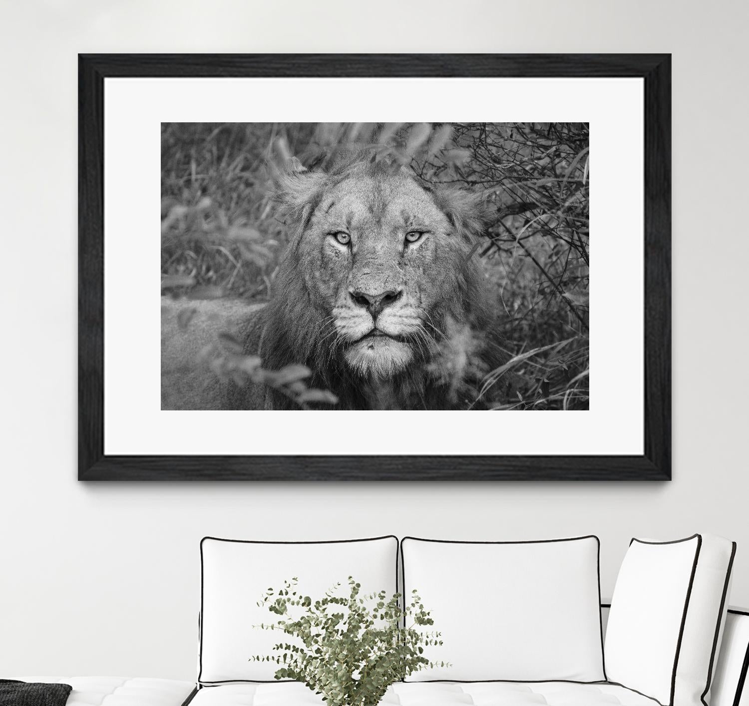Into the eyes of the lion by Nick Jackson on GIANT ART - white animals