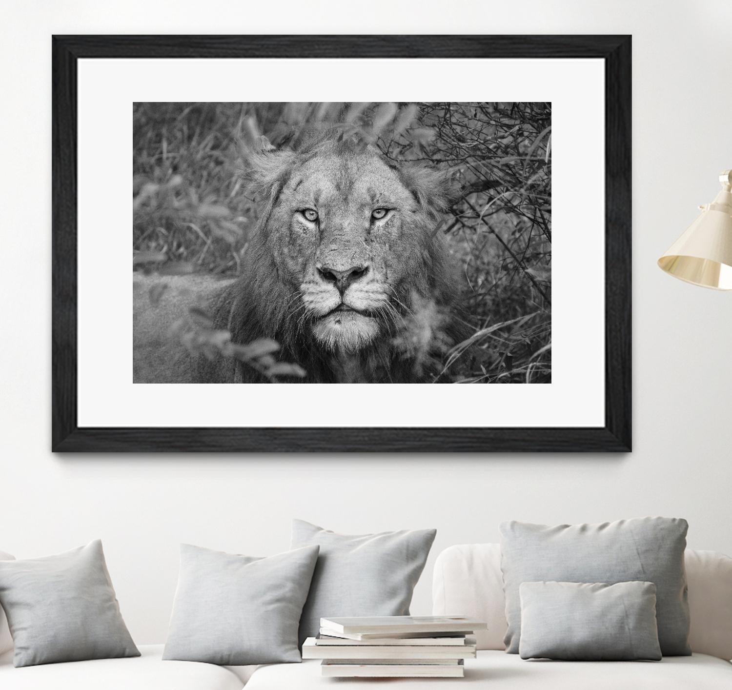 Into the eyes of the lion by Nick Jackson on GIANT ART - white animals