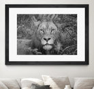 Into the eyes of the lion by Nick Jackson on GIANT ART - white animals
