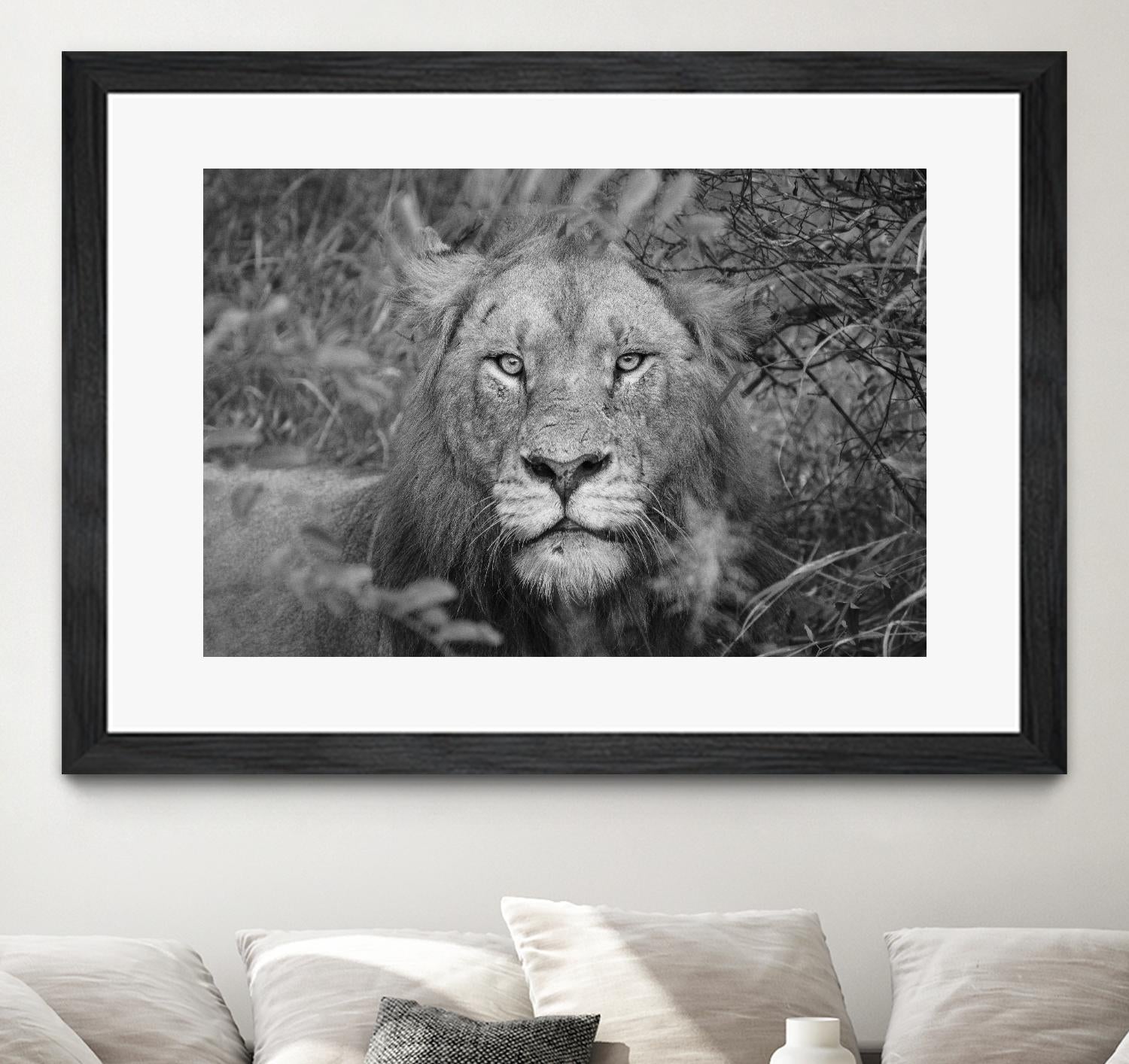 Into the eyes of the lion by Nick Jackson on GIANT ART - white animals
