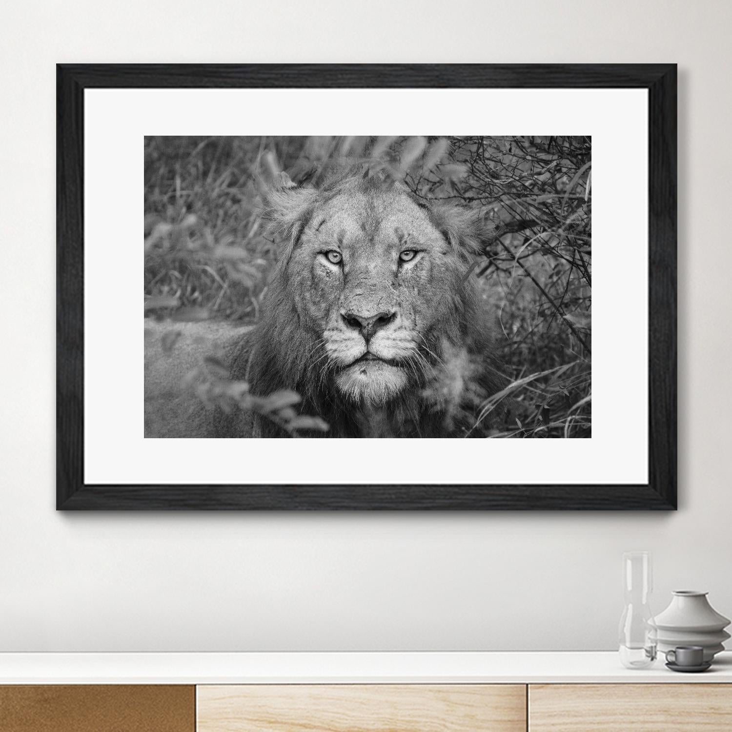 Into the eyes of the lion by Nick Jackson on GIANT ART - white animals
