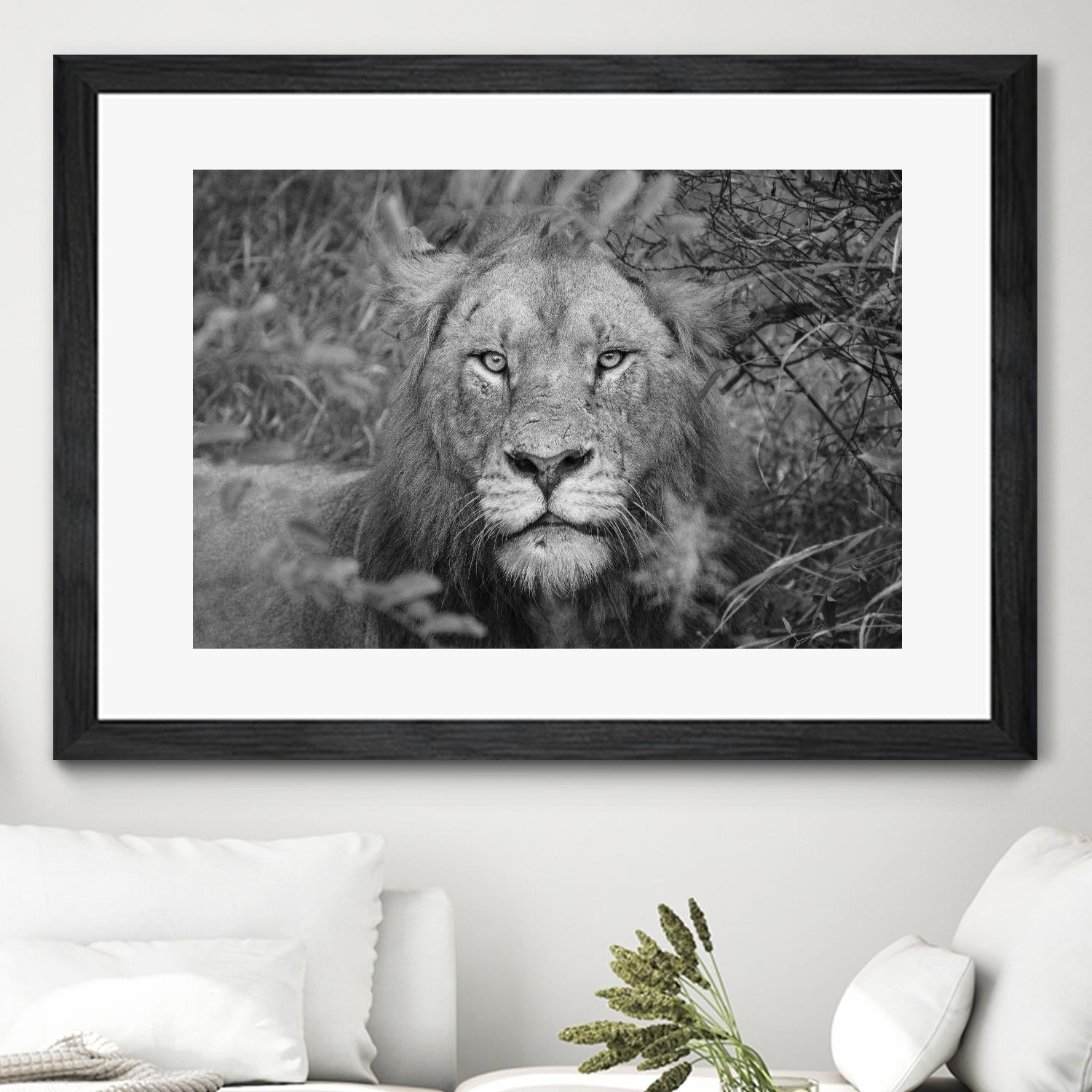 Into the eyes of the lion by Nick Jackson on GIANT ART - white animals