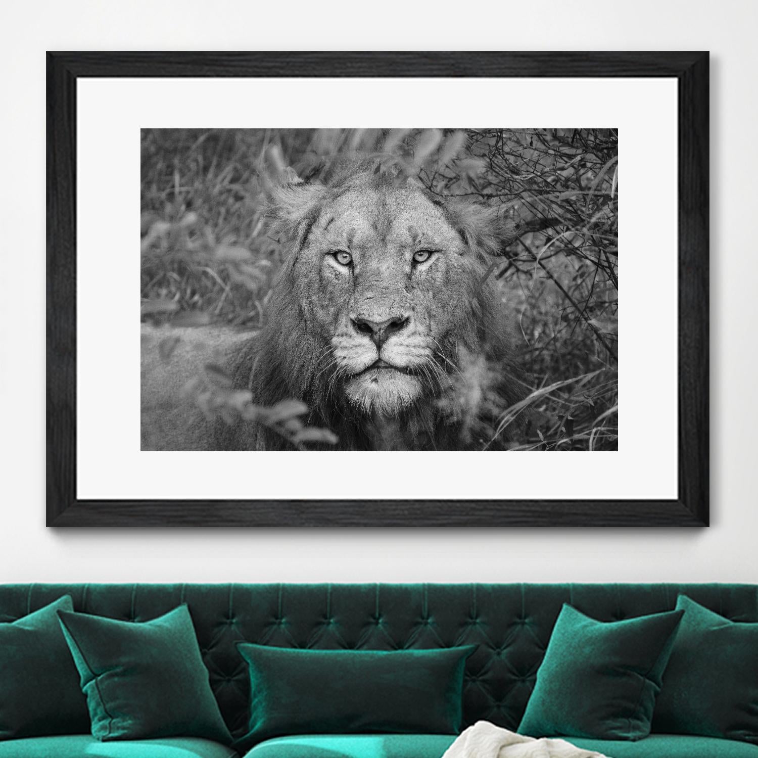 Into the eyes of the lion by Nick Jackson on GIANT ART - white animals