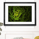Cabbage I by Peter Morneau on GIANT ART - green photo art