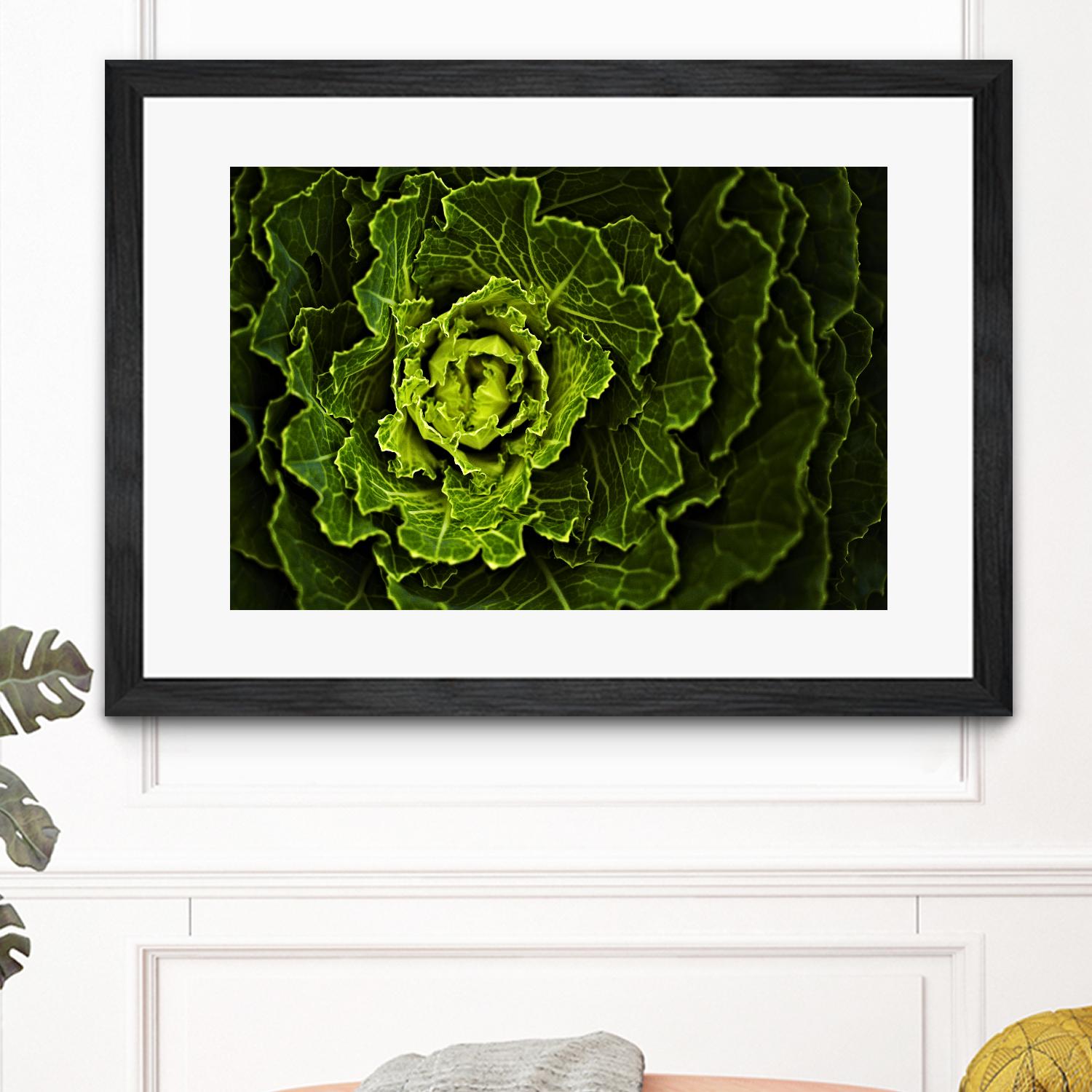 Cabbage I by Peter Morneau on GIANT ART - green photo art