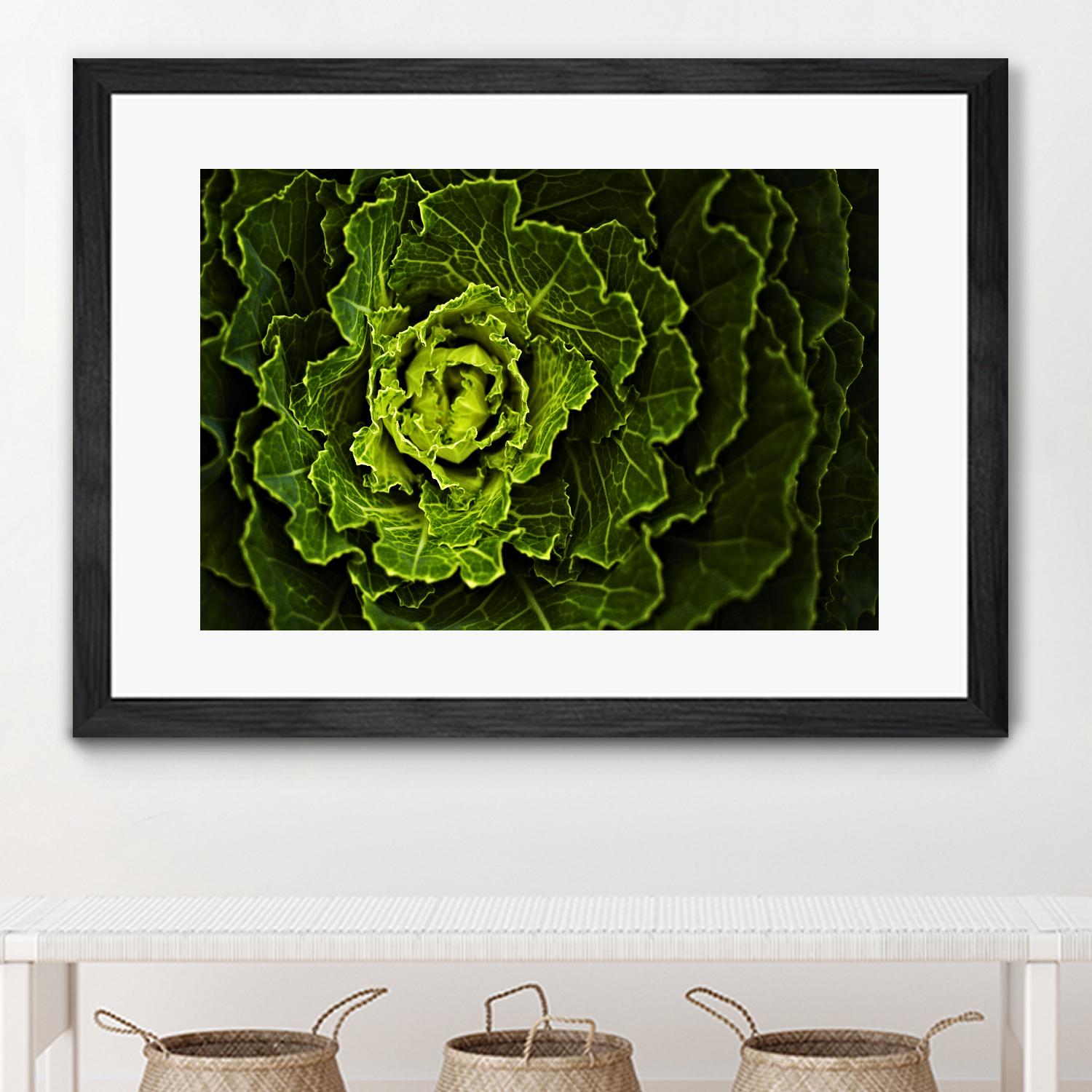 Cabbage I by Peter Morneau on GIANT ART - green photo art