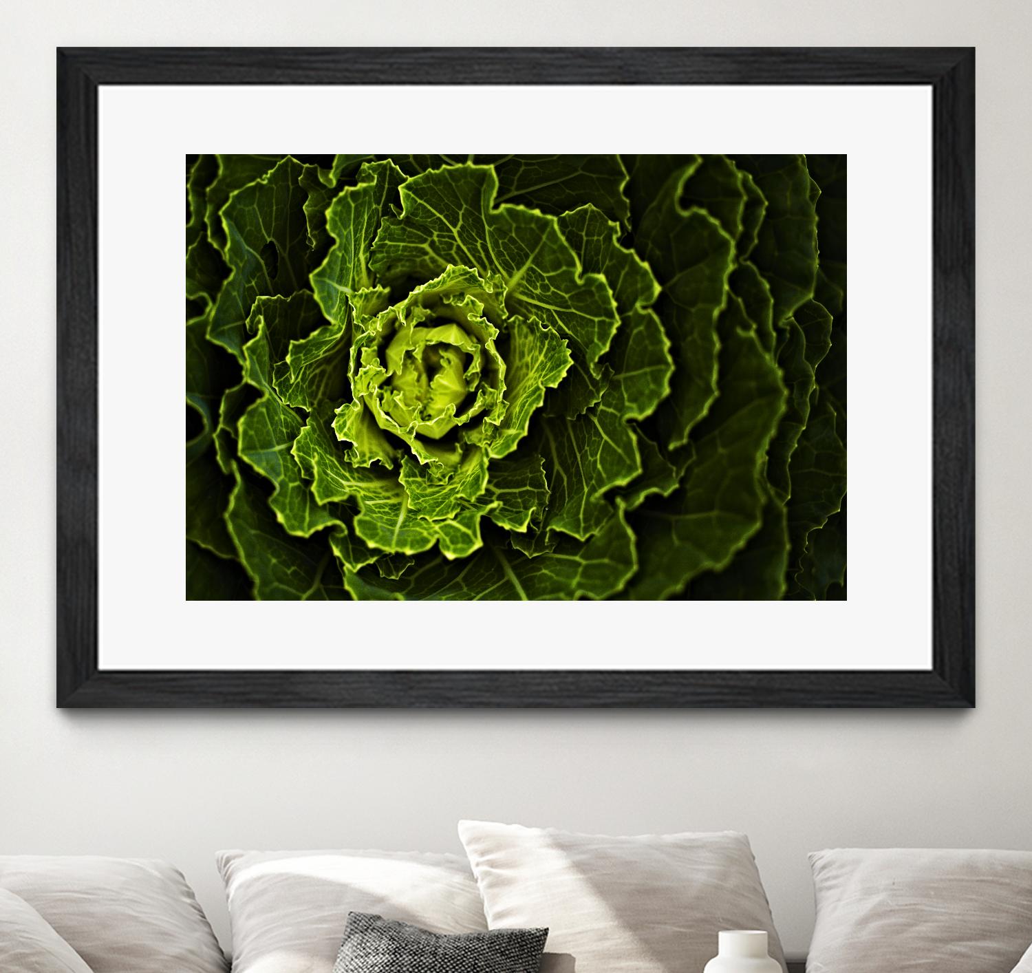 Cabbage I by Peter Morneau on GIANT ART - green photo art