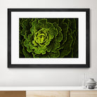 Cabbage I by Peter Morneau on GIANT ART - green photo art