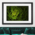 Cabbage I by Peter Morneau on GIANT ART - green photo art