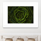 Cabbage II by Peter Morneau on GIANT ART - green photo art
