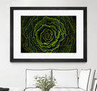 Cabbage II by Peter Morneau on GIANT ART - green photo art