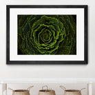 Cabbage II by Peter Morneau on GIANT ART - green photo art